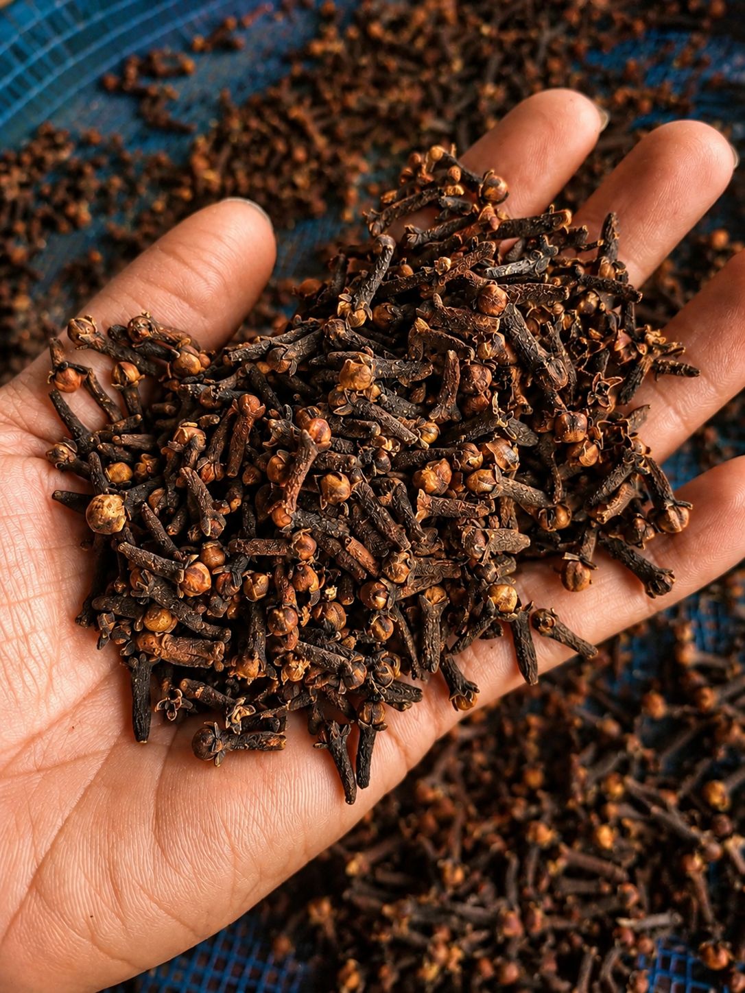 A hand holding a sample of dried cloves