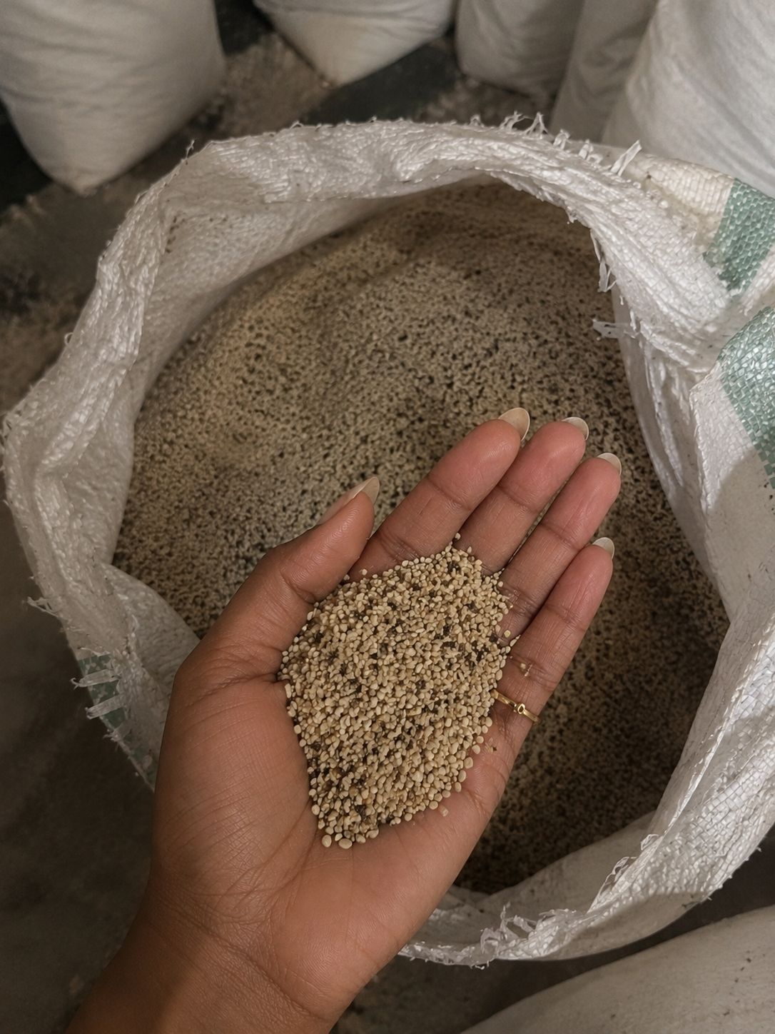 Sesame seeds inspected from an open storage sack