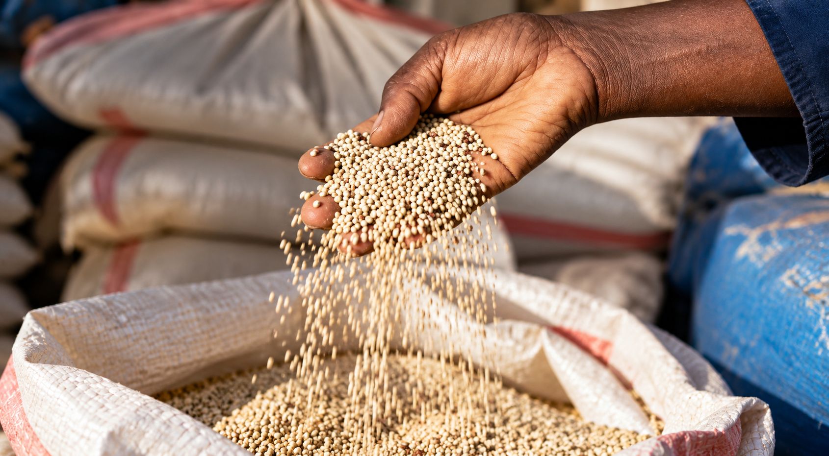 Sorghum grain being poured into a sack