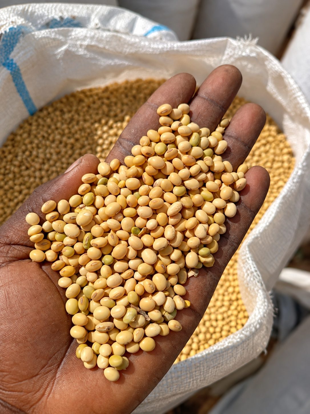 Soybeans hand-sampled above an open sack