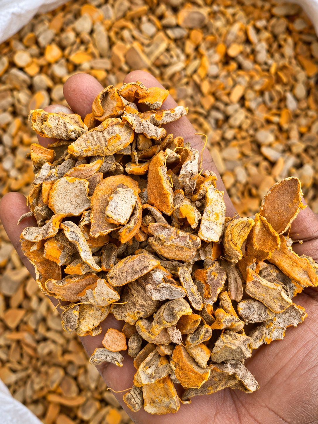 A hand holding dried sliced turmeric